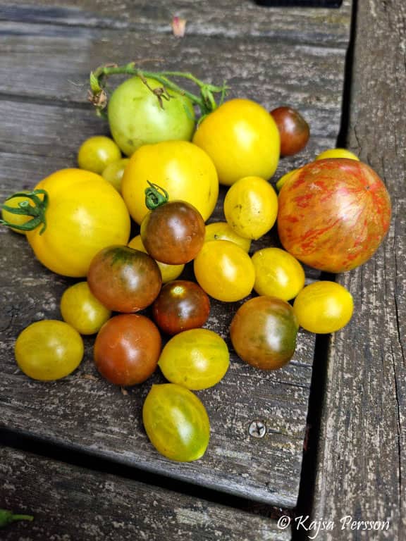 Tomater i olika färger