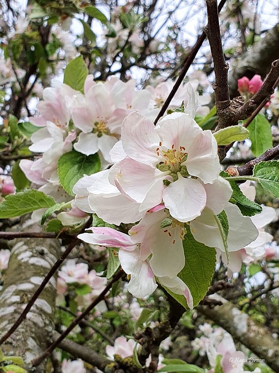 Äppleblommor i maj i koloniträdgården