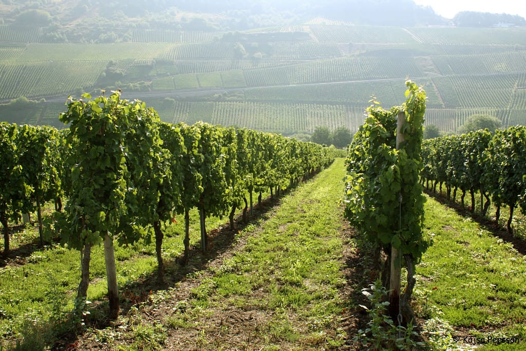 Vinrankor, vingård, Moseldalen, Tyskland