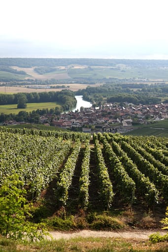 Vinstockar i rader i Champagne Frankrike. I bakgrunden ser man en liten by och sjö nere i en dal.