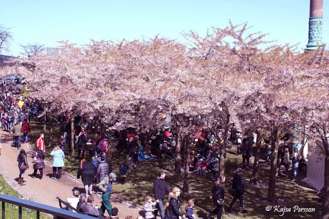 Sakurafestivalen i Köpenhamn 2017 med körsbärsblommor i full blomm
