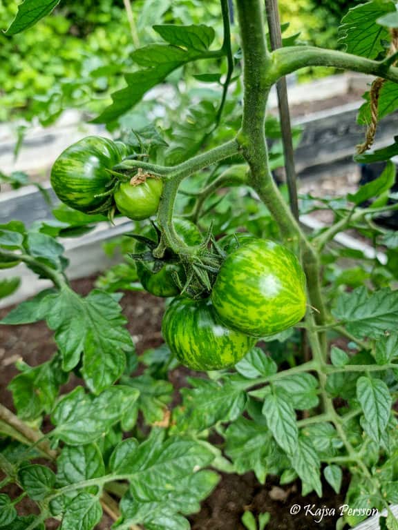 Zebrarandiga tomater i köksträdgården